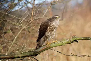 Sparrowhawks: SPARROWHAWK