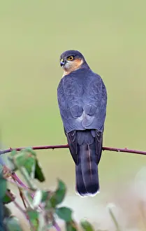 Nisus: Sparrowhawk