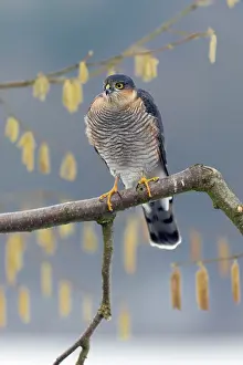 Nisus: Sparrowhawk
