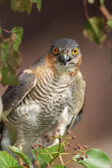 Nisus: Sparrowhawk (Accipiter nisus) adult male bird animal portrai