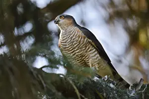 Catch: Sparrowhawk (Accipiter nisus), male with prey
