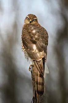 Sparrow: Sparrowhawk (Accipiter nisus) on a post, Ravades