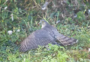 Sparrowhawks: Sparrowhawk - adult female shielding its Wood Pigeon kill