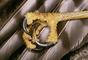 Sparrowhawks: SPARROWHAWK - close-up of talons