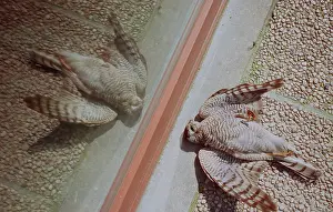 Sparrowhawks: Sparrowhawk - Dead after flying into window