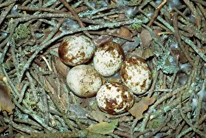 Sparrowhawks: Sparrowhawk Eggs - in nest