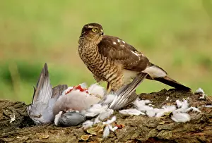 Sparrowhawks: Sparrowhawk - feeding on prey