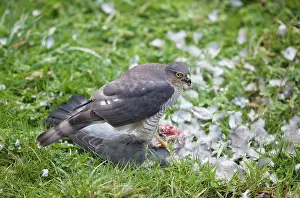 Sparrowhawks: Sparrowhawk - female feeding on a Wood Pigeon