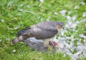 Sparrowhawks: Sparrowhawk - female feeding on a Wood Pigeon
