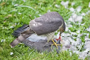 Sparrowhawks: Sparrowhawk - female feeding on a Wood Pigeon