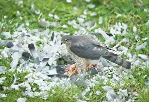 Sparrowhawks: Sparrowhawk - female feeding on a Wood Pigeon