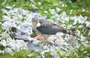 Sparrowhawks: Sparrowhawk - female feeding on a Wood Pigeon
