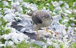 Sparrowhawks: Sparrowhawk - female feeding on a Wood Pigeon