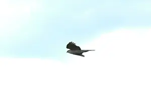 Sparrowhawks: Sparrowhawk - Female in flight