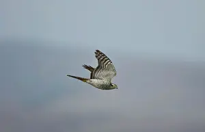 Sparrowhawks: Sparrowhawk - female in flight