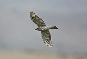 Sparrowhawks: Sparrowhawk - female in flight