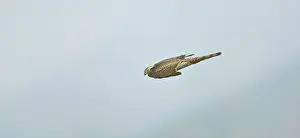 Sparrowhawks: Sparrowhawk - female in flight diving for prey