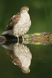 Sparrowhawks: Sparrowhawk - female at forest pool