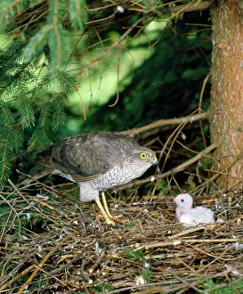 Sparrowhawks: Sparrowhawk - female at nest