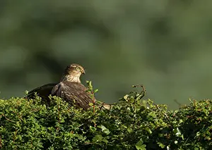 Nisus: Sparrowhawk female perched on garden hedge mantling prey