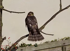 Nisus: Sparrowhawk female perched on tree branch drying