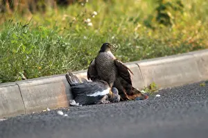 Sparrowhawks: Sparrowhawk - Female with Pigeon