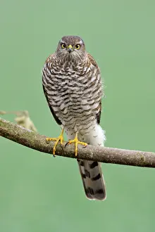 Sparrowhawks: Sparrowhawk - female sitting on branch