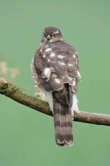 Sparrowhawks: Sparrowhawk - female sitting on branch