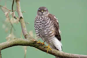 Sparrowhawks: Sparrowhawk - female sitting on branch