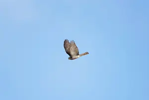 Sparrowhawks: Sparrowhawk - in flight