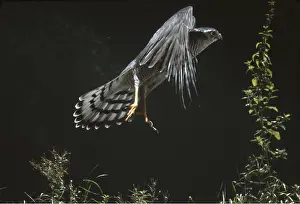 Hawks: SPARROWHAWK - in flight