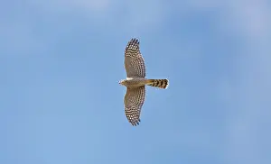 Sparrowhawks: Sparrowhawk - in flight showing underbody and underwing