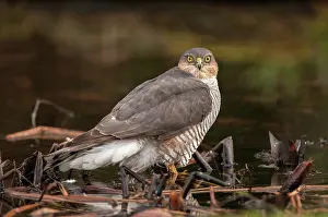 Nisus: Sparrowhawk - in garden pond - Lincolnshire