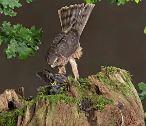 Sparrowhawks: Sparrowhawk - immature male on stump with prey