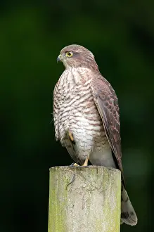 Nisus: Sparrowhawk - Juvenile perched on post