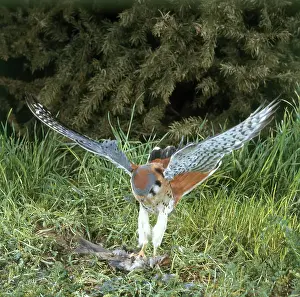 Capturing: Sparrowhawk, Male
