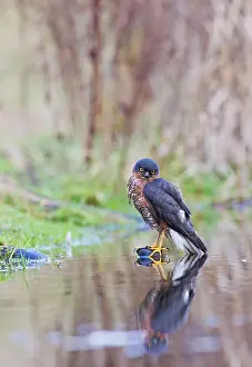 Nisus: Sparrowhawk - male bathing