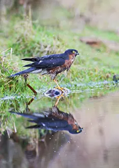 Nisus: Sparrowhawk - male bathing