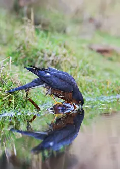 Nisus: Sparrowhawk - male bathing