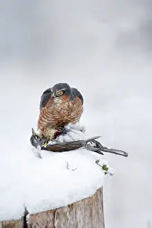 Kill: Sparrowhawk - male feeding on fieldfare in snow