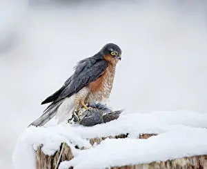 Kill: Sparrowhawk - male feeding on fieldfare in snow