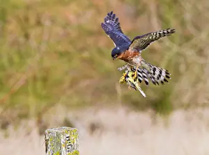 Yellowhammer: Sparrowhawk - male in flight carrying Yellowhammer