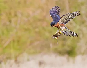 Yellowhammer: Sparrowhawk - male in flight carrying Yellowhammer