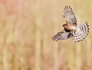 Nisus: Sparrowhawk - male in flight with Chaffinch