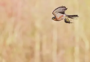 Nisus: Sparrowhawk - male in flight with Chaffinch