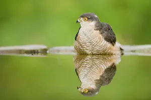 Sparrowhawks: Sparrowhawk - male at forest pool