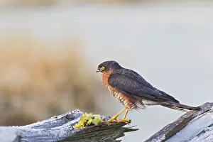 Yellowhammer: Sparrowhawk - male on frosty log with Yellowhammer