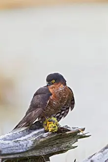 Yellowhammer: Sparrowhawk - male on frosty log with Yellowhammer