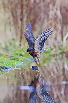 Nisus: Sparrowhawk - male landing on branch in pond