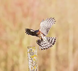 Nisus: Sparrowhawk - male landing on post with Chaffinch